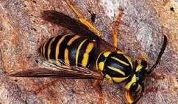 Ong vò vẽ dùng đòn hiểm hạ gục nhện khủng