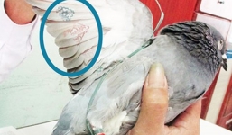 Kết quả giải mã chim bồ câu mang ký tự lạ, chữ Trung Quốc