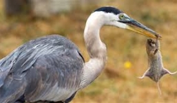 Chim diệc mài mỏ sau khi nuốt chửng chuột cống