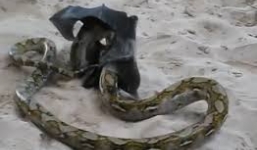 Dơi khổng lồ vật lộn với trăn trên bãi cát