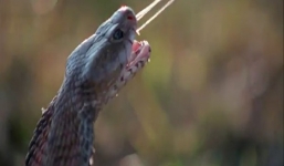 Hổ mang chúa phun nọc độc hạ gục sư tử