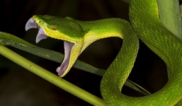 Rắn lục đuôi đỏ chết vẫn có thể phóng được nọc độc