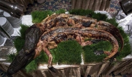 Đại gia đãi tiệc: Cá sấu nguyên con, gián nướng, nhện nướng… lên mâm