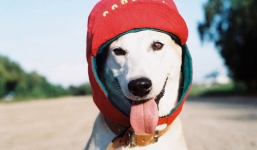 Hình ảnh dễ thương của chú chó 'hạnh phúc' thoát khỏi căn bệnh ung thư