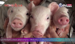 Phát sốt heo nghe nhạc... lợi nhuận khủng của 'đại gia' Vĩnh Long