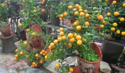 Tết 2015: Quất bình mini, giá không hề “mini”