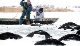 Dùng cưa điện phá băng tìm 100 con bò chết trong hồ