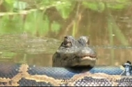 Kỳ lạ cá sấu ngủ trên người 'kẻ địch' trăn khổng lồ