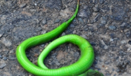 Bắt được rắn lục đuôi đỏ dài 70cm, bụng phình to ở Đà Nẵng