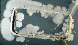 Rùng mình khi nhìn thấy 'thế giới' vi khuẩn trên dế yêu