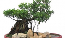 Ngày Tết nên chọn loại cây cảnh nào để trong nhà?