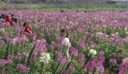 Giới trẻ đổ xô chụp ảnh tại thung lũng hoa Hồ Tây, chủ vườn thu bạc triệu mỗi ngày