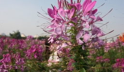 Video: Giới trẻ Hà Thành đổ xô chụp ảnh tại thung lũng hoa Hồ Tây