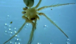 Loài nhện hiếm nhất thế giới có nguy cơ bị tuyệt chủng