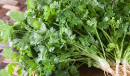 Tác dụng 'thần kỳ' của rau mùi ít người biết đến