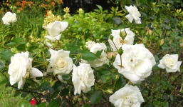 Những tác dụng 'thần kì' hoa hồng bạch