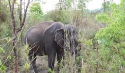 Phát hiện một voi nhà chết trên đồi, chân bị xích