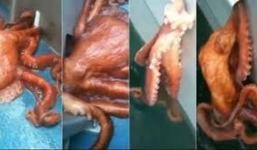 Bạch tuộc khổng lồ ép thân trốn khỏi tàu biển