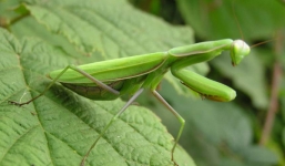 Bọ ngựa đực mất đầu sau khi 'yêu'