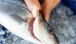 Cách nhận biết các loại hải sản bị tẩm ướp urê