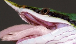 Cận cảnh loài 'rắn thần' có sừng ở Việt Nam