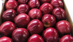 Táo Mỹ nhiễm khuẩn, gây tử vong đã vào Việt Nam