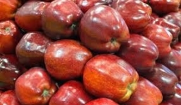 Đại sứ quán Mỹ lên tiếng về thông tin táo Mỹ nhiễm khuẩn