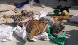 Giám đốc Khách sạn Bắc Kạn mua hổ nặng hơn 300kg về nấu cao