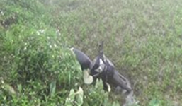 Phát hiện thi thể nam thanh niên bên bờ ruộng