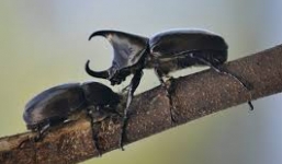 Xem bọ cánh cứng chiến đấu quyết liệt