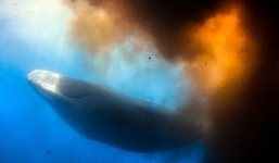 Thợ lặn choáng với cảnh cá nhà táng khủng phóng uế