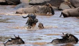 Cá sấu khủng hạ gục cả đàn linh dương di cư qua sông