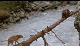 Clip gấu con thoát nanh sư tử núi thu hút hàng triệu lượt xem