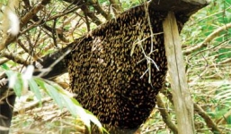 Nam thanh niên phải lọc máu liên tục do bị ong chích hơn 300 mũi