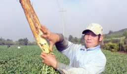 Đào được củ cải “khủng” dài hơn nửa mét, nặng 2,2kg