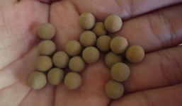 'Thần dược cai nghiện' và cảnh báo nguy cơ thành… tử dược