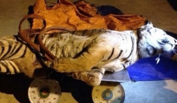 Nghệ An: Mẹ và con trai bán xác hổ 140 kg giá 700 triệu đồng