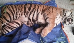 Hổ đông lạnh 140kg được bán với giá 700 triệu đồng