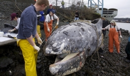 Xác cá voi khủng phân hủy bốc mùi tại bến phà Washington