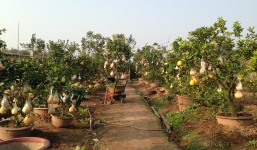 Chiêm ngưỡng vườn cây Ngũ – Thất - Cửu quả bạc tỷ của lão nông Hà thành