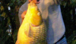 Người câu được cá chép vàng 'khủng' nặng hơn 10kg nói gì?