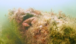 Phát hiện khu rừng tiền sử 10.000 năm tuổi dưới đáy Biển Bắc