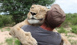 Chú sư tử sống cùng con người học cách săn mồi