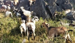 Tiếp tục chỉ đạo làm rõ vụ dê hộ nghèo 'lạc' nhà Bí thư huyện