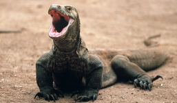 Trâu rừng chết thảm vì nhát cắn của rồng Komodo