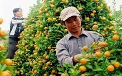 Bí quyết chọn quất đẹp chơi Tết Nguyên đán 2015