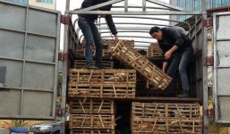 Hà Nội: Phát hiện 3 tấn mèo 'hoang' trên xe tải