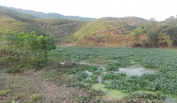 Đổ xô đi săn rùa lạ, hàng trăm người ra về tay trắng