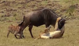 Báo gấm hạ gục cùng lúc 2 con linh dương