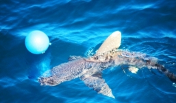 Quân đội Trung Quốc ngưng tập trận vì bị cá mập phá đám